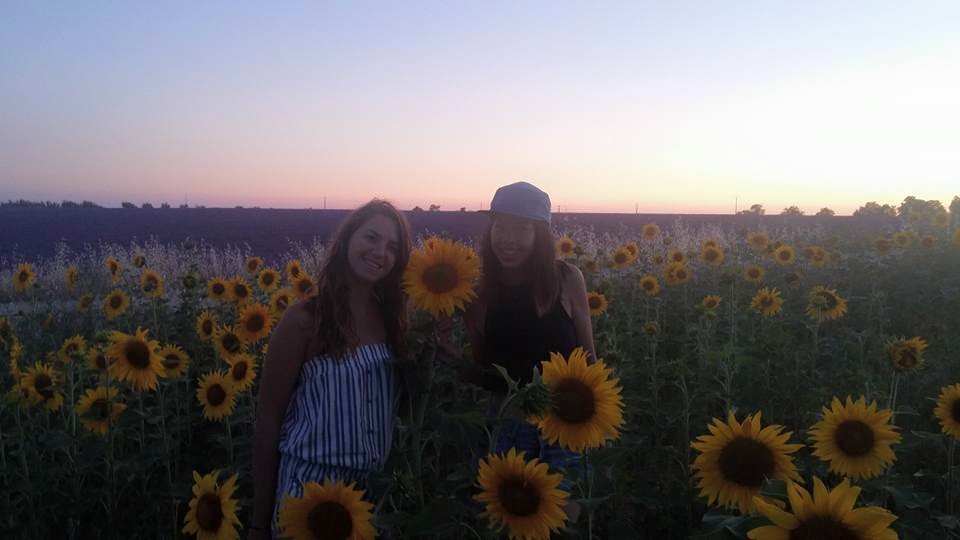 sunflowers 2
